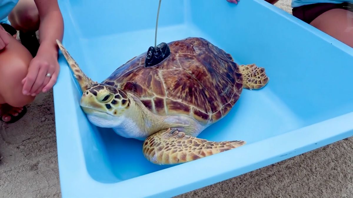 Nová příležitost pro trpělivé sázkaře: želví maraton